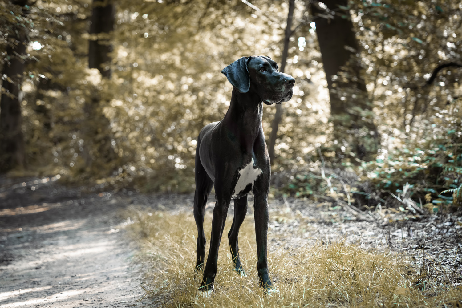 Hundefotografie